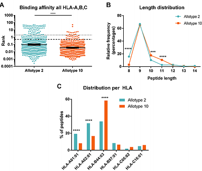 ERAP1 allotypes 2 and 10 differentially regulate the immunopeptidome of melanocytes