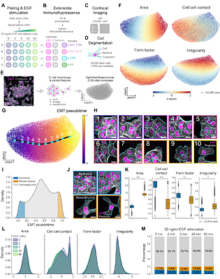 Epithelial-mesenchymal cell state heterogeneity predetermines differential phospho-signaling responses to epidermal growth factor stimulation