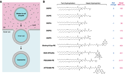 Lipid composition effects on the number and size of liposomes formed by the inverted emulsion method