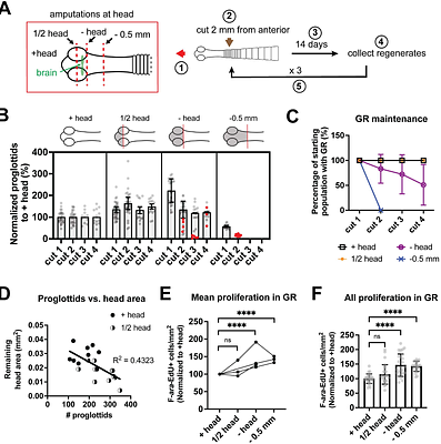 Anterior-posterior polarity signals differentially regulate regeneration-competence of the tapeworm Hymenolepis diminuta.