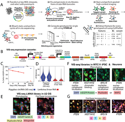 Image-based, pooled phenotyping reveals multidimensional, disease-specific variant effects