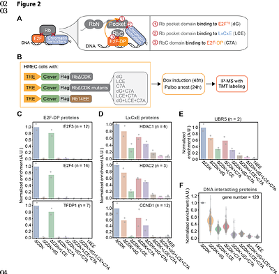 Chromatin association promotes UBR5-mediated degradation of Rb