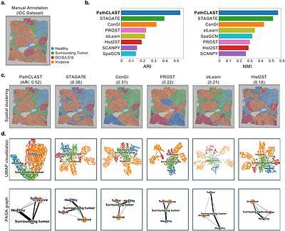PathCLAST: Pathway-Augmented Contrastive Learning with Attention for Spatial Transcriptomics