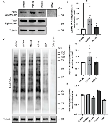 Vorinostat Rescues SQSTM1 Palmitoylation and Restores Dysfunctional Autophagy in Huntington Disease