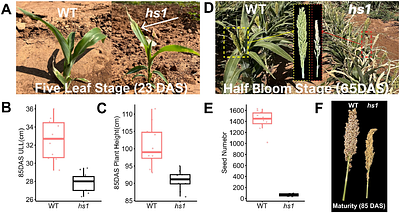 A Grass-Specific Structural Feature of Myosin VIII Regulates Protoxylem Development and Hydraulic Conductance in Sorghum