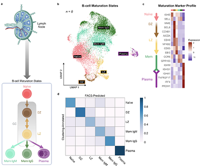 A single-cell multi-omic and spatial atlas of nodal B-cell lymphomas reveals B-cell maturation drives intratumor heterogeneity