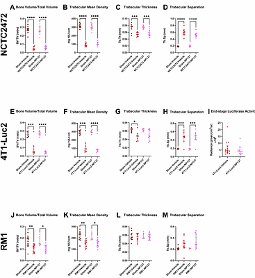 Netrin-1 inhibition does not attenuate cancer-induced bone pain in three translational models