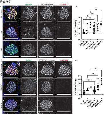 Exploring the C(2)M Cohesin Complex: Structure, Dynamics, and Ability to Facilitate Assembly of the Synaptonemal Complex