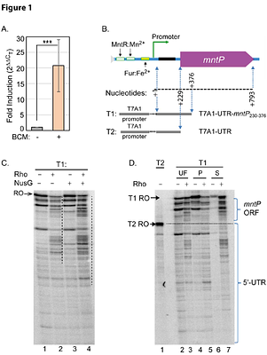 Rho and a riboswitch regulate mntP expression evading manganese stress and membrane toxicity