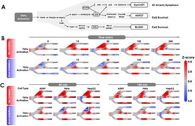 High-Throughput Multiomics Profiling of Model Systems Using the AVITI24 Platform