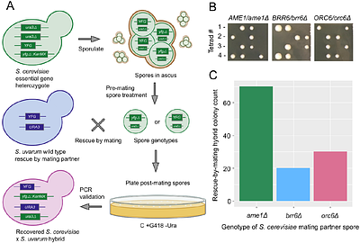 A cross-species rescue by mating method to interrogate gene essentiality across the Saccharomyces genus.