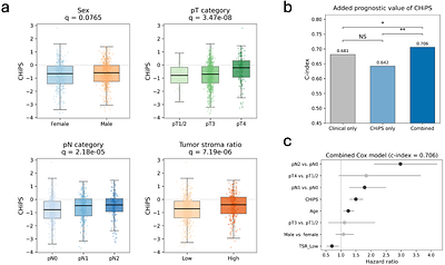 Multicenter self-supervised computational pathology identifies prognostic histomorphological phenotypes in colorectal cancer