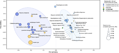 Arsenophonus ghosts in bed bug genomes: multiple origins and 50 million years of persistence