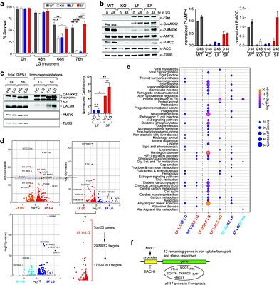 Alternatively-Spliced CAMKK2 isoforms drive differential metabolic stress response and the regulation of ferroptosis