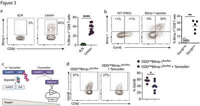 Pathogenic CD8 T cell responses are driven by neutrophil-mediated hypoxia in cutaneous leishmaniasis.