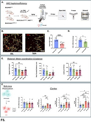 Therapeutic Targeting of Microglial Hexokinase-2 Recalibrates Inflammasome Activation and Improves Functional Recovery After Traumatic Brain Injury