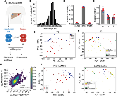 Ribosome profiling reveals extensive translational alterations in steatohepatitis-associated hepatocellular carcinoma