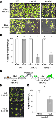 The Arabidopsis katamari2 Mutant Exhibits a Hypersensitive Seedling Arrest Response at the Phase Transition from Heterotrophic to Autotrophic Growth