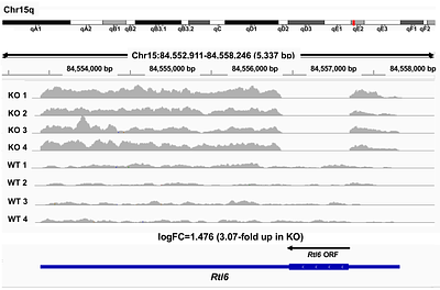A eutherian-specific metaviral gene, RTL6, coordinates microglial inflammatory responsiveness and state regulation