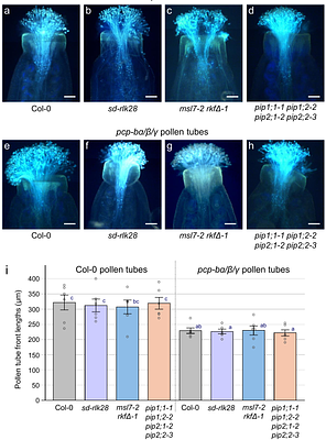 Assessing the relative contributions of different Arabidopsis thaliana stigma factors to pollen hydration.