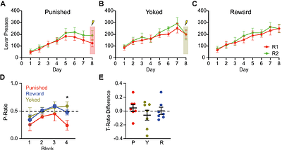 Instrumental Punishment Learning Enhances the Intrinsic Excitability of Basolateral Amygdala Neurons