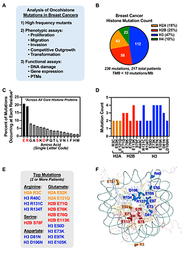 Phenotypic and Functional Characterization of Oncohistone Mutations in Breast Cancers