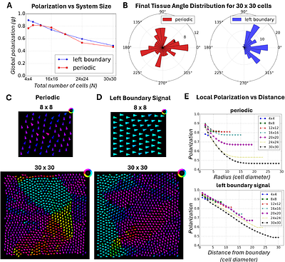 Start Small: A Model for Tissue-wide Planar Cell Polarity without Morphogens