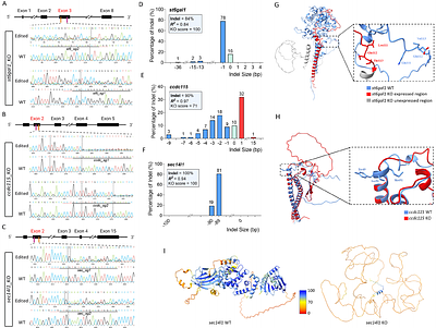 Triple gene disruption confers genetic resistance to infectious salmon anaemia virus in Atlantic salmon (Salmo salar)
