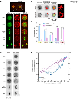 Prophase Chromosomes Relocalizes to Nuclear Periphery for Protection in Depletion of Nucleoporin NPP-3/NUP205 Through the Spindle Assembly Checkpoint Activity, Centromere-Kinetochore Proteins and BAF-1-LEM-2