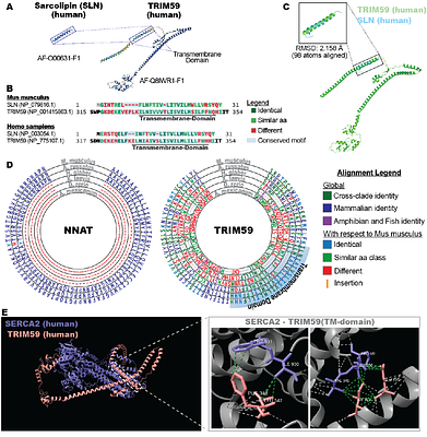 Thermoregulatory Constraints on Regenerative Competence: Evolutionary Trade-Offs Between Metabolic Homeostasis and Tissue Repair