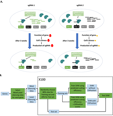 A tool for CRISPR-Cas9 gRNA evaluation based on computational models of gene expression
