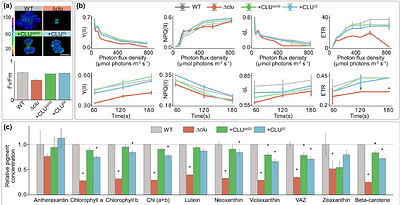 Alternative splicing of a TPR domain determines mitochondrial versus plastid function of the only CLU family protein in Marchantia polymorpha