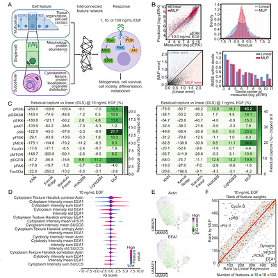 Synthesizing Mechanistic Hypotheses from Single-Cell Omics via Discretized Feature Attribution and Empirical Language Model Grounding