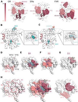Bile acids target an exposed cavity in the glucocorticoid receptor modulating receptor self-assembly, chromatin binding and transcriptional activity