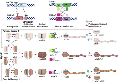 Host skin lipids trigger MAT-dependent mating, pathogenic hyphal growth, and parasexual reproduction of Malassezia furfur