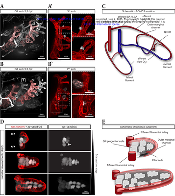 Lifelong development of zebrafish gills: Asymmetries in early vascular patterning predict adult gill architecture