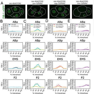 Nuclear envelope-dependent heterochromatin positioning gates the timing of nucleolar assembly in the early embryo