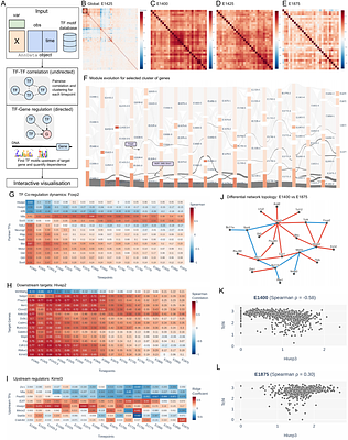 Tangerine: A Python framework for dynamic gene regulation analysis from transcriptomic time series