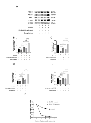 Pro-renin Receptor Inhibited ABCA1/G1 Expression Associated with Low HDL-c and Promoted Atherosclerosis