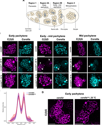 Using evolution as a tool: Replacing corolla in Drosophila melanogaster with its Drosophila mauritiana ortholog creates a novel hypomorphic allele