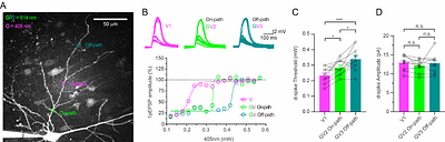 Geometric principles of dendritic integration of excitation and inhibition in cortical neurons