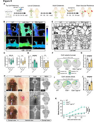 A mitochondrial program encodes brain vascular reserve