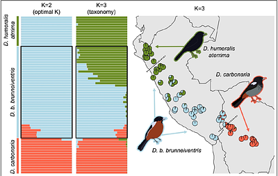 Geographic structuring of genetic variation differs across two contact zones in the Diglossa carbonaria superspecies