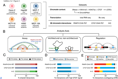 Architectural chromatin interactions provide a framework for context-dependent gene regulation
