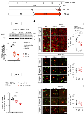 PQBP1-dependent alternative RNA splicing underlies high calorie diet-induced cognitive impairment