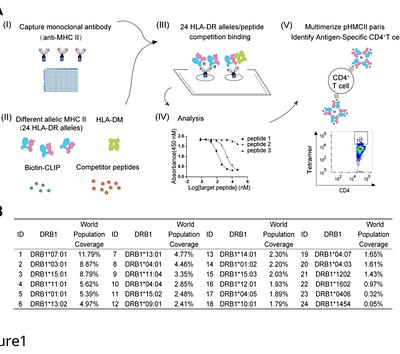 A high-throughput immunopeptidome platform for MHC II alleles to characterize antigen-specific CD4 + T cells
