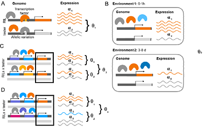 Multiparent Recombinant Inbred lines crossed to a tester provide novel insights into sources of cis and trans regulation of gene expression