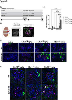 Increased in vivo transduction of AAV-9 cargo in Alport podocytes