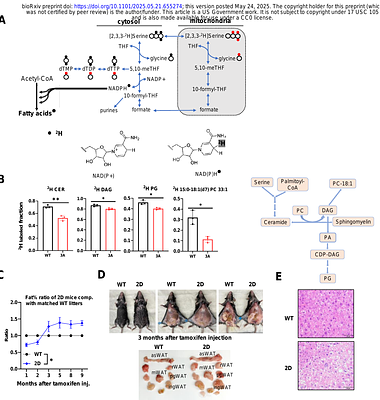 PLK1-mediated phosphorylation of PHGDH reprograms serine metabolism in advanced prostate cancer