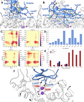 Discovery of the first small-molecule extracellular inhibitor of KCa3.1